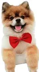 עניבת פרפר. גודל: 12x5.5 ס "מ. צבע לבן.